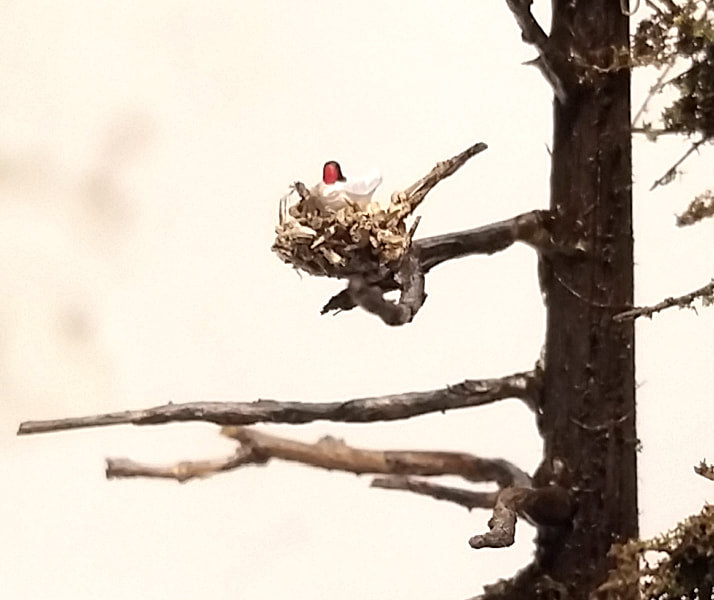 Coastman's tiny bird's nest positioned on a tree limb in a ghost tree in HO scale 1:87 photo by Roger Rasmussen Coastman's Scenic Products