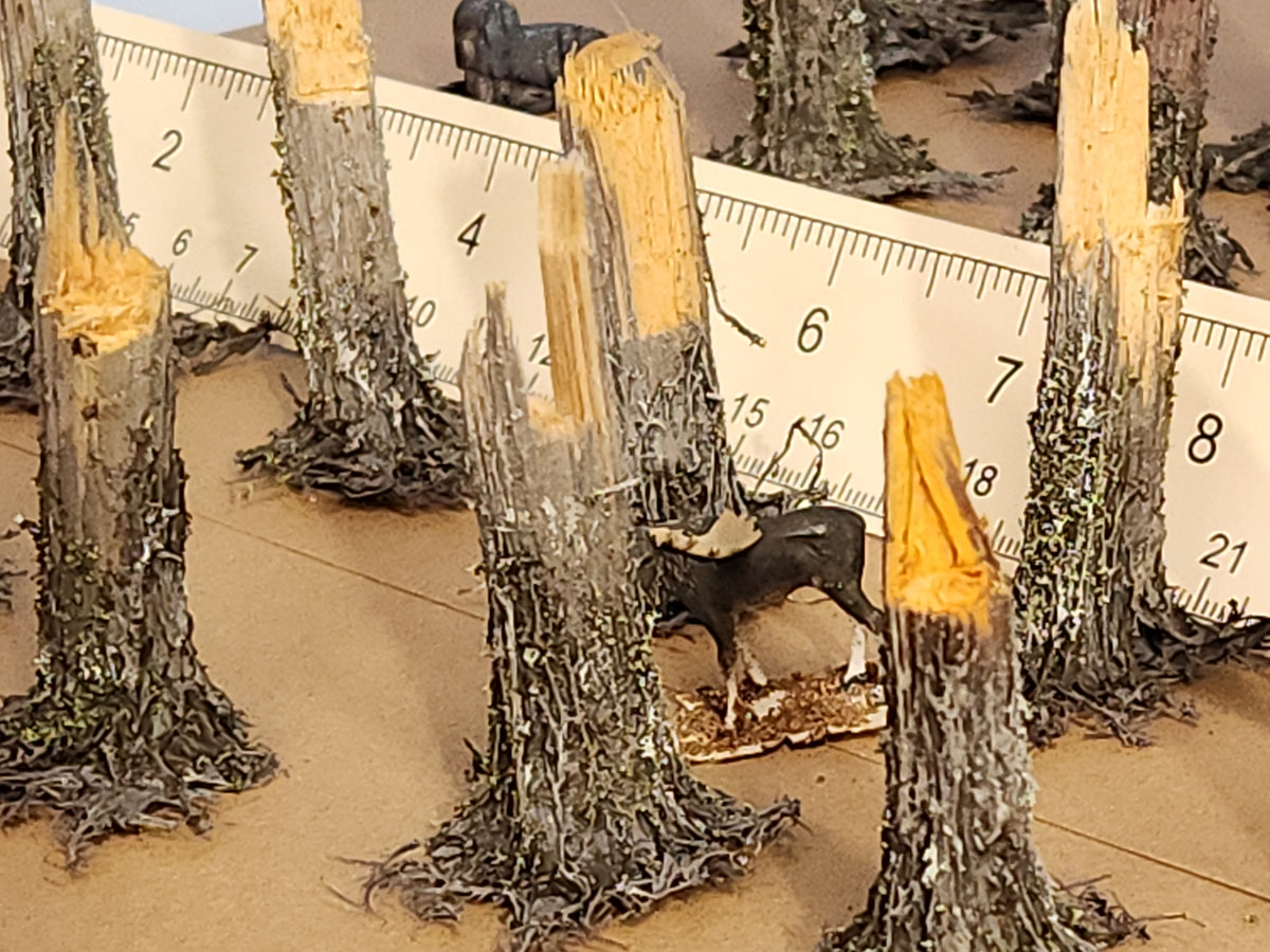 Stumps, 3/8ths Windblown, Three