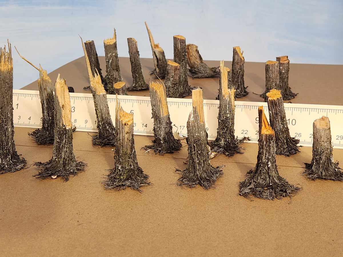 Stumps, 3/8ths Windblown, Three