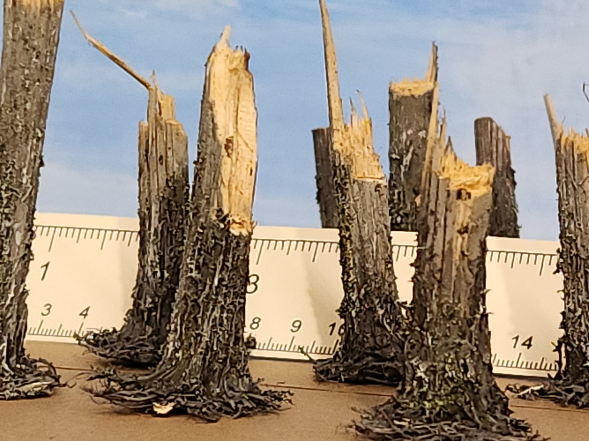 Stumps, 3/8ths Windblown, Three