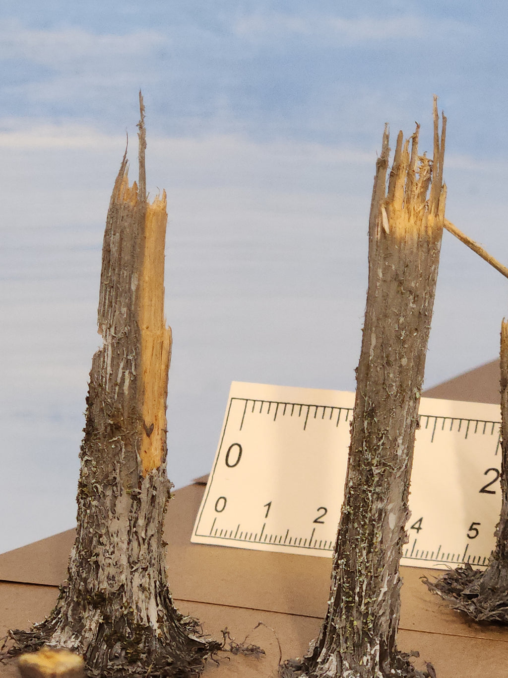 Stumps, 3/8ths Windblown, Three