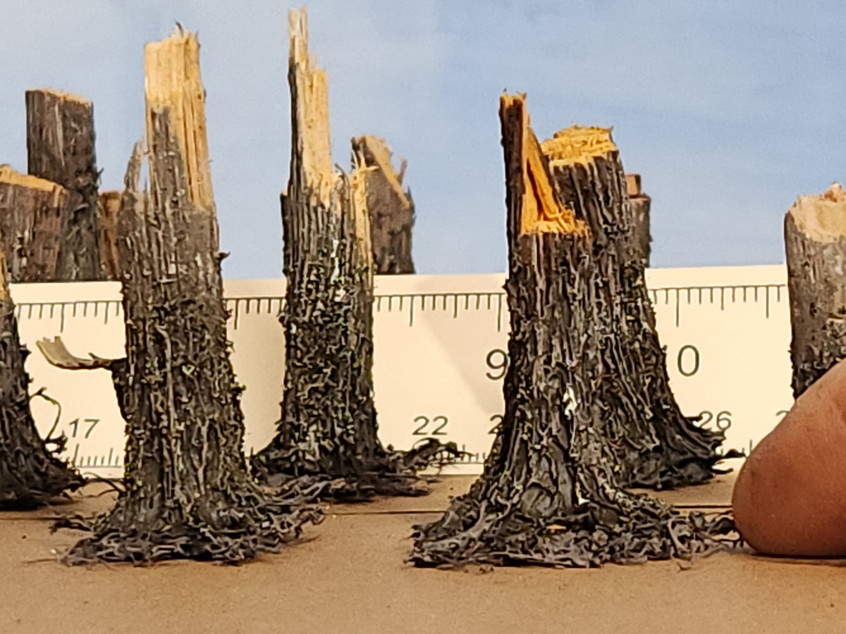 Stumps, 3/8ths Windblown, Three