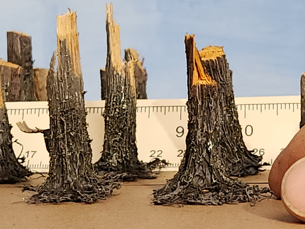 Stumps, 3/8ths Windblown, Three