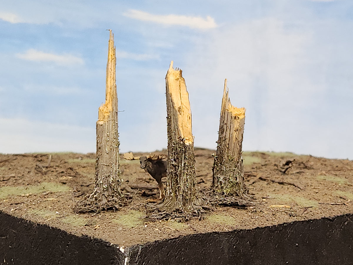 Stumps, 3/8ths Windblown, Three