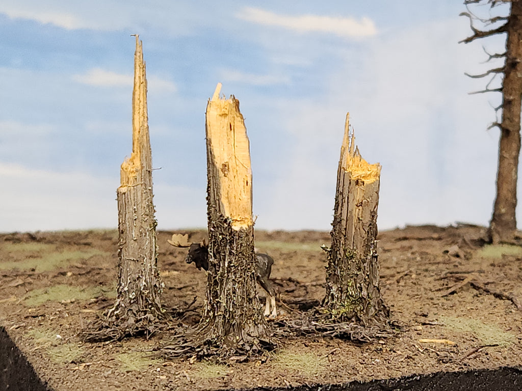 Stumps, 3/8ths Windblown, Three
