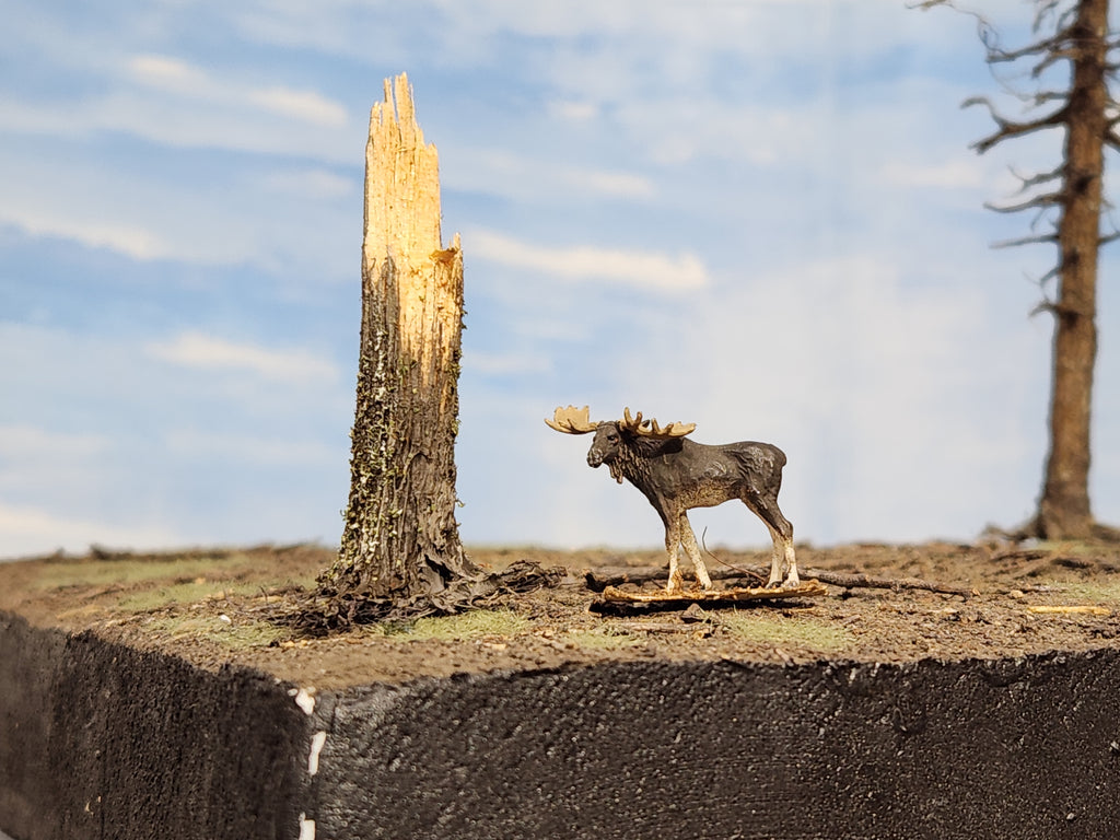 Stumps, 3/8ths Windblown, Three