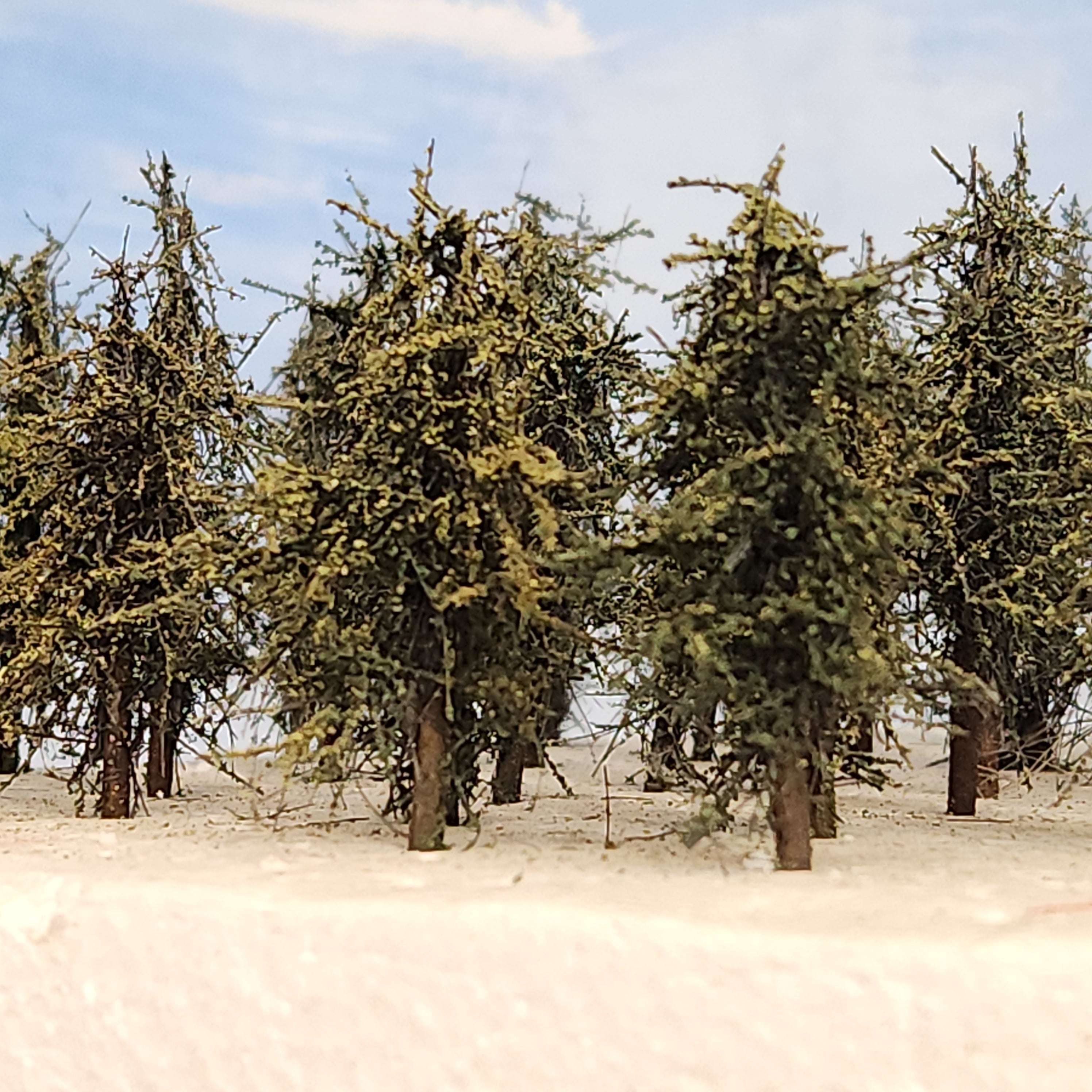 background skyiners 2.5 inches model fir trees 2