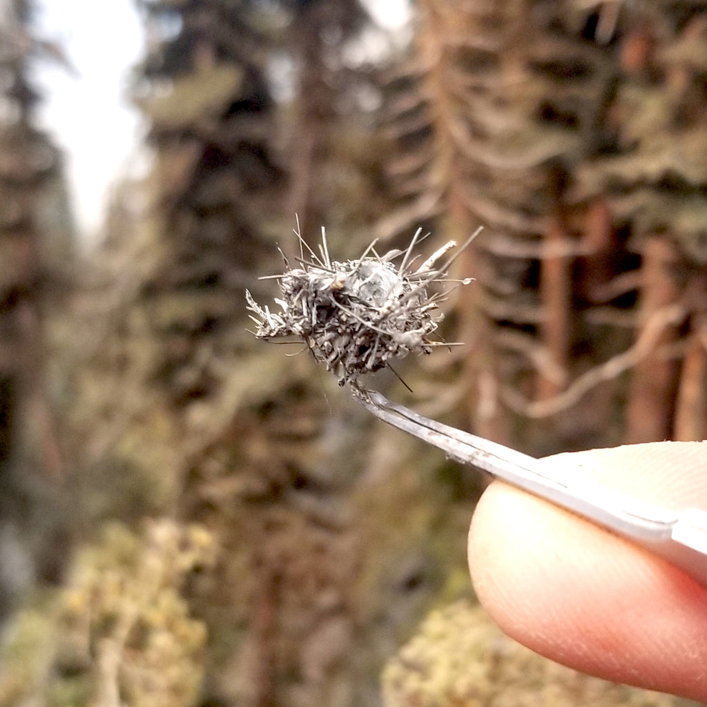 Close-up of a model bird's nest perfect for HO scale model trees, held by tweezers with a finger and with a forest of model fir trees in the background