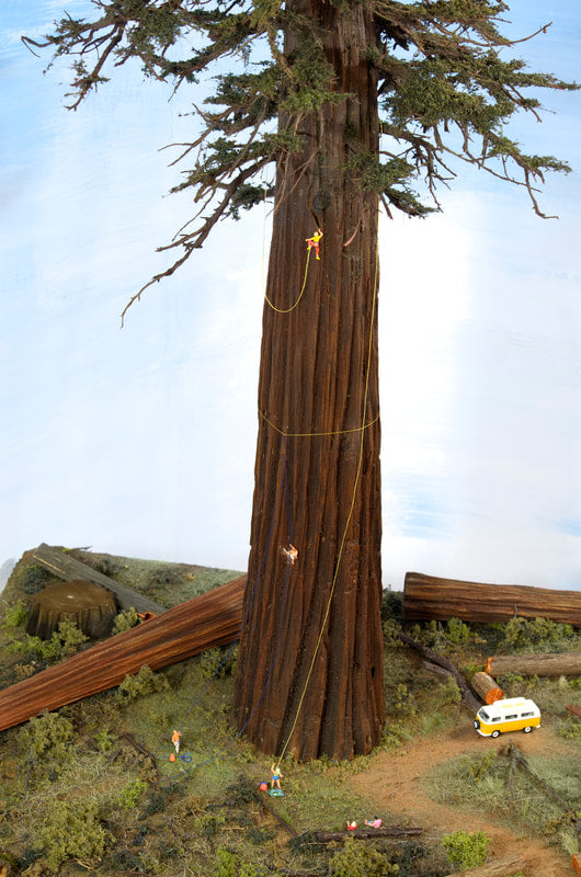 Sequoia or Redwood Tree, 48 Inches tall