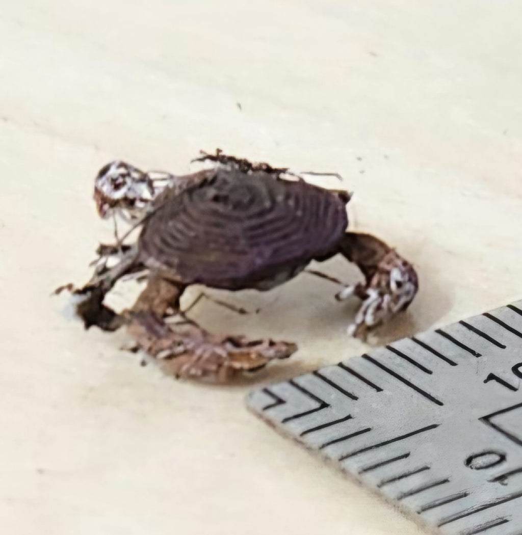 tiny model dungeness crab painted example 8mm
