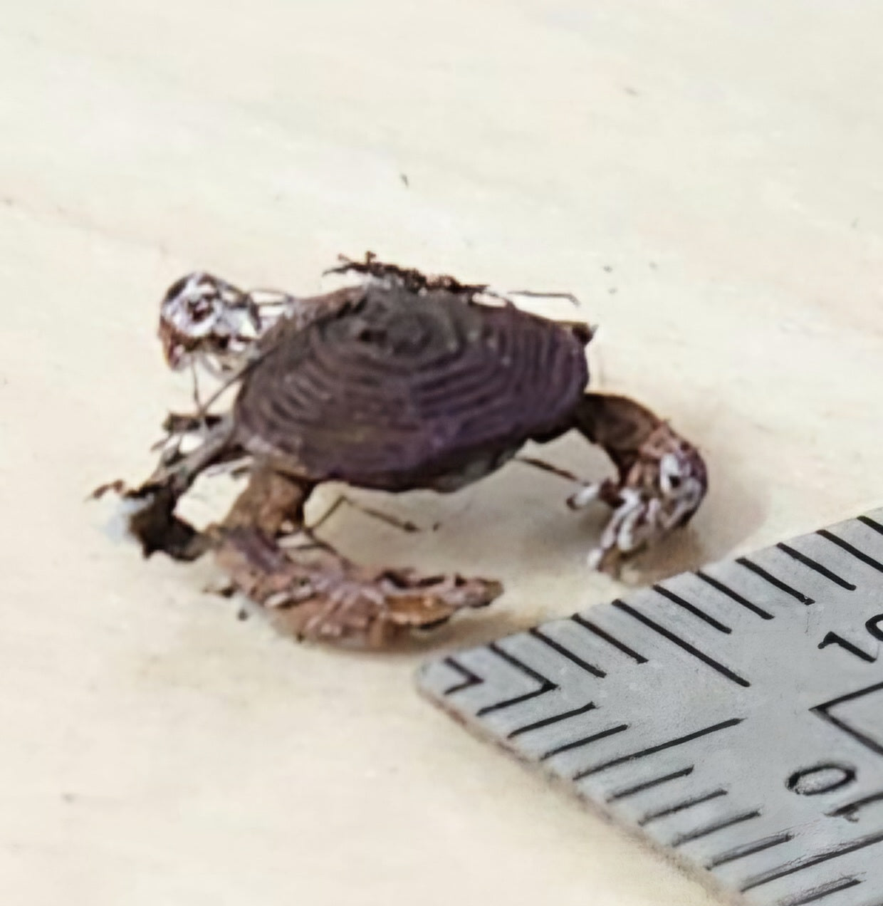 tiny model dungeness crab painted example 8mm