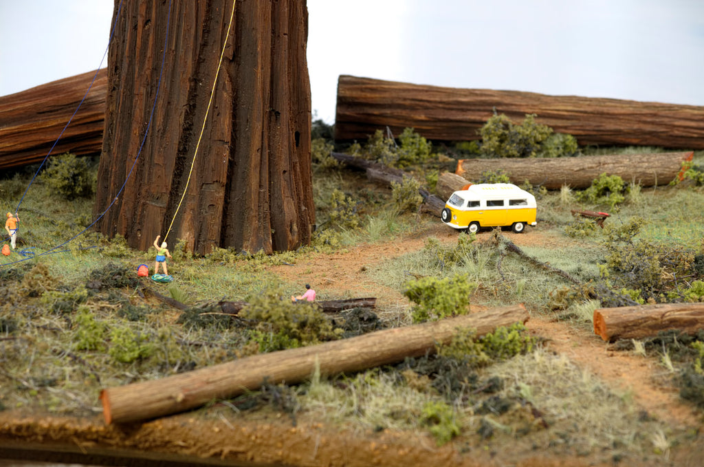 Sequoia or Redwood Tree, 48 Inches tall