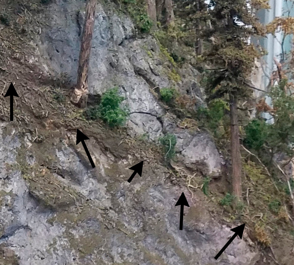 Steep slope on Roger's HO Scale shortline model railroad layout featuring small bits of Coastman's Forest Floor scenic material for use as forest debris and limbs fallen from the trees.