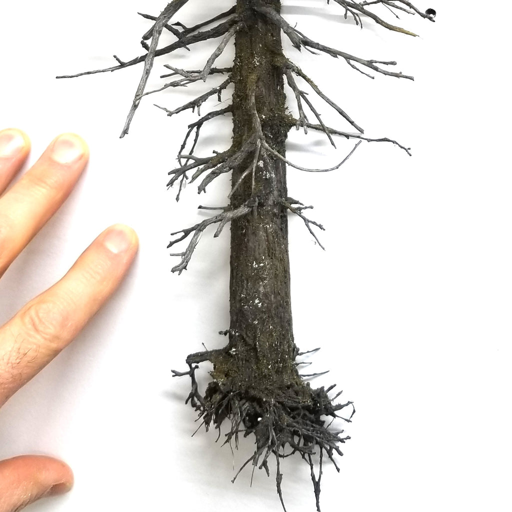 Artificial snag dead or ghost tree with roots and branches on a white background