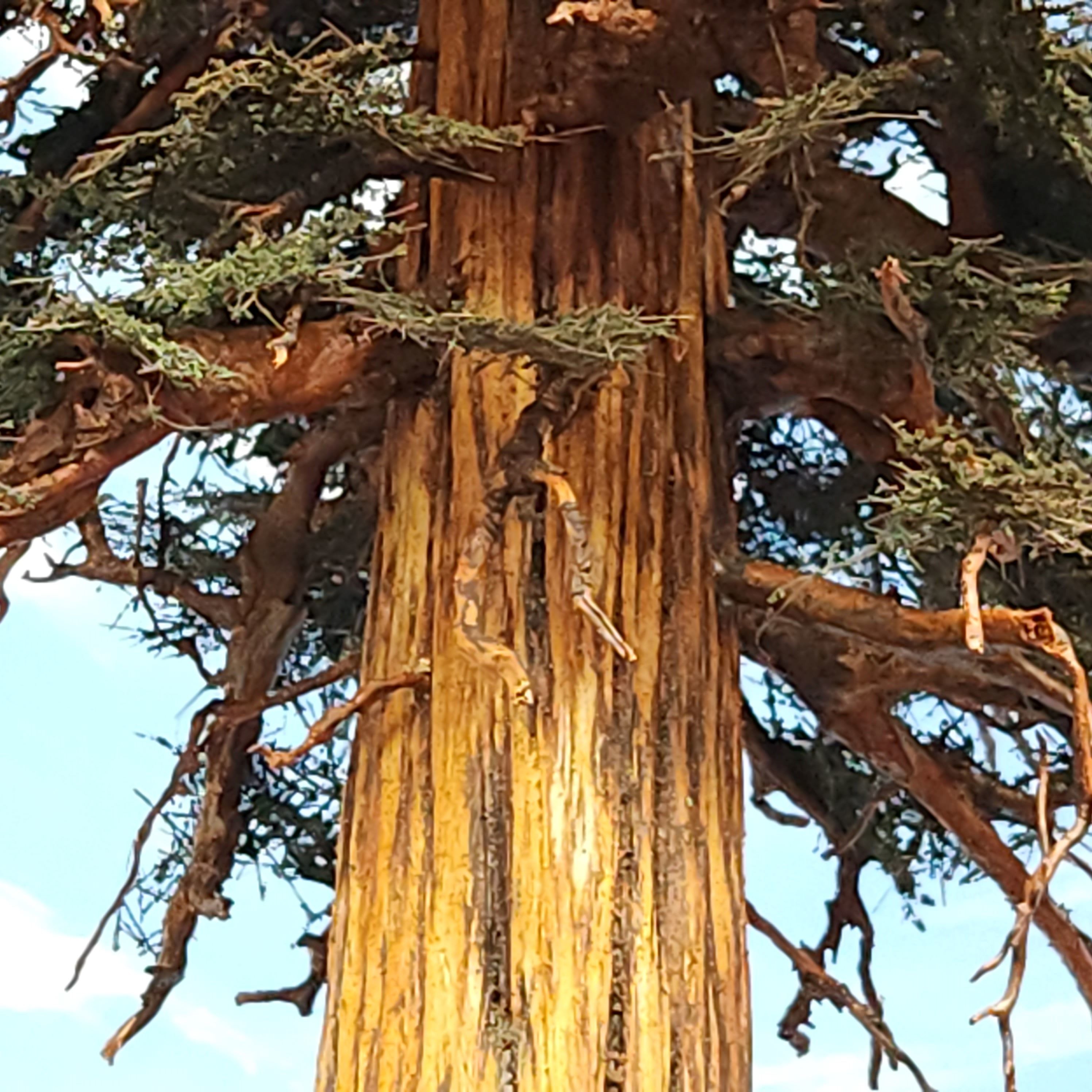 Close-up of a large, textured model fir redwood sequoia tree trunk 