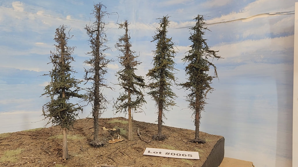 L0065 Dead & Partial Dead Firs & Pines Mix 6"-8"