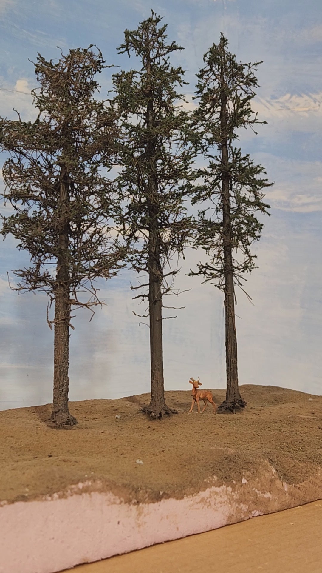 L0063 Three Super Pines 8"-10"
