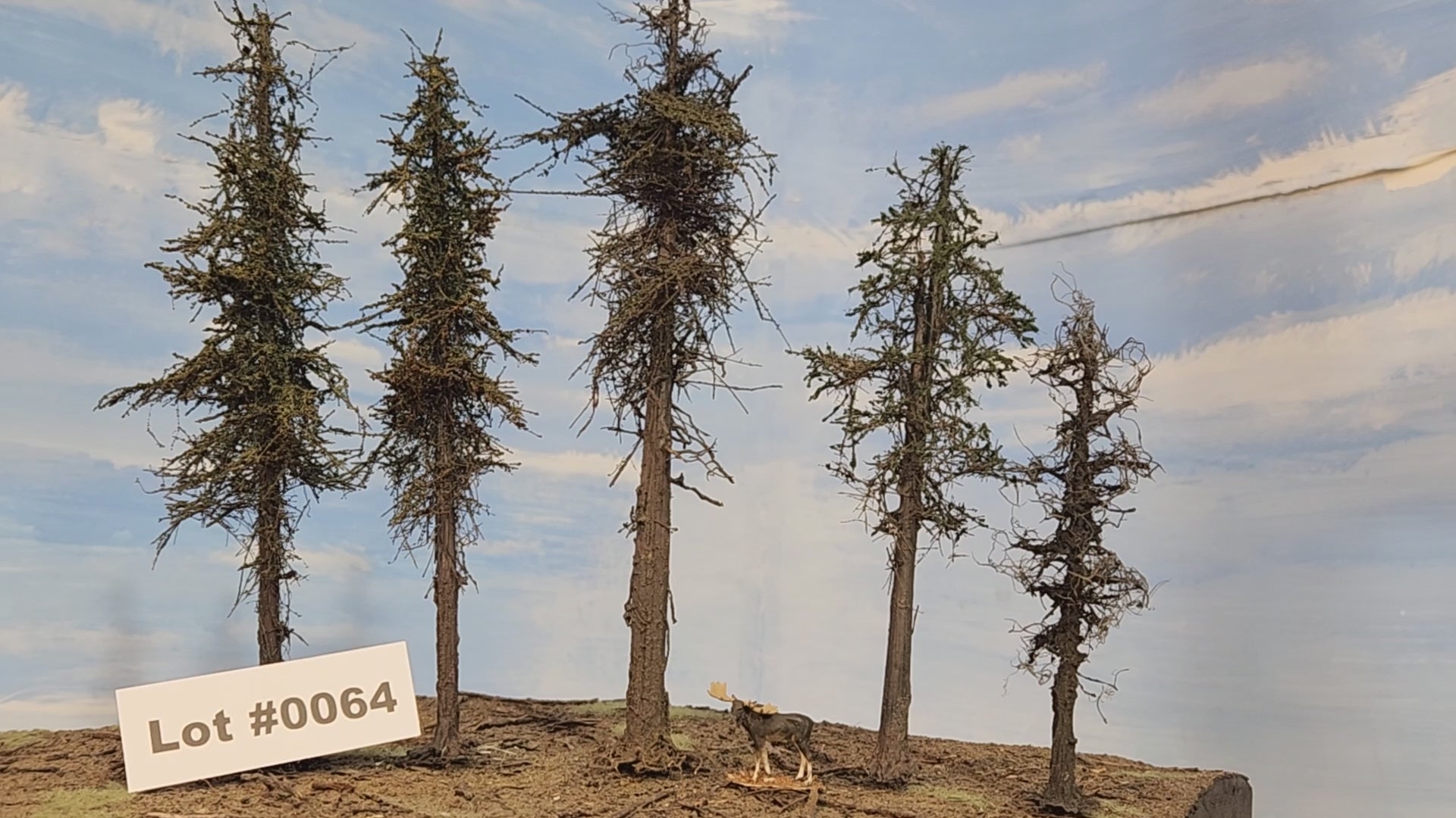 L0064 Five Variable Style Firs & Pines