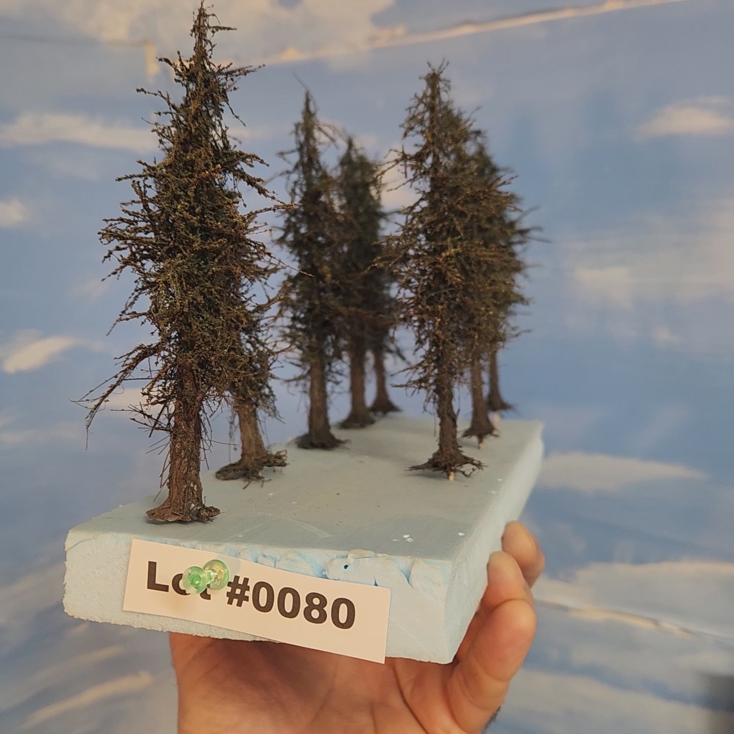 L0080 Pines 6"