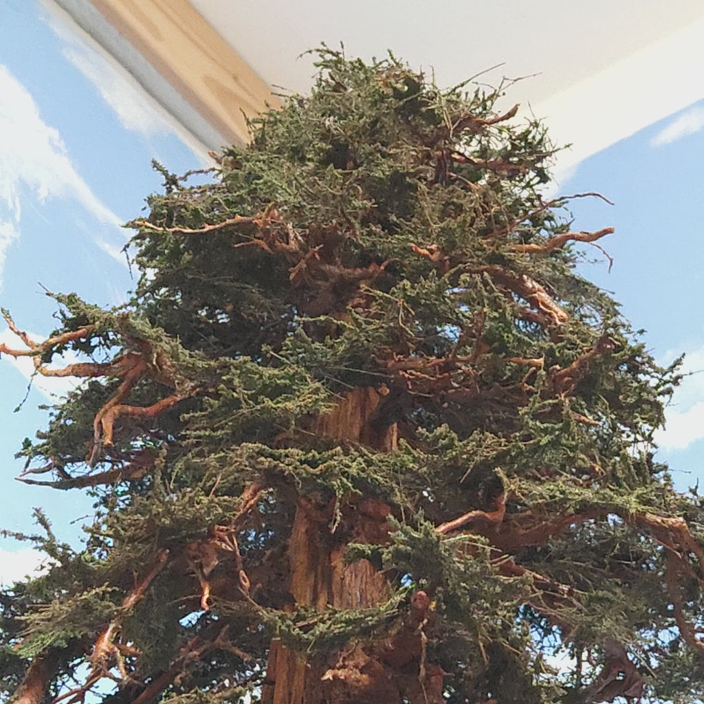 Sequoia or Redwood Tree, 48 Inches tall
