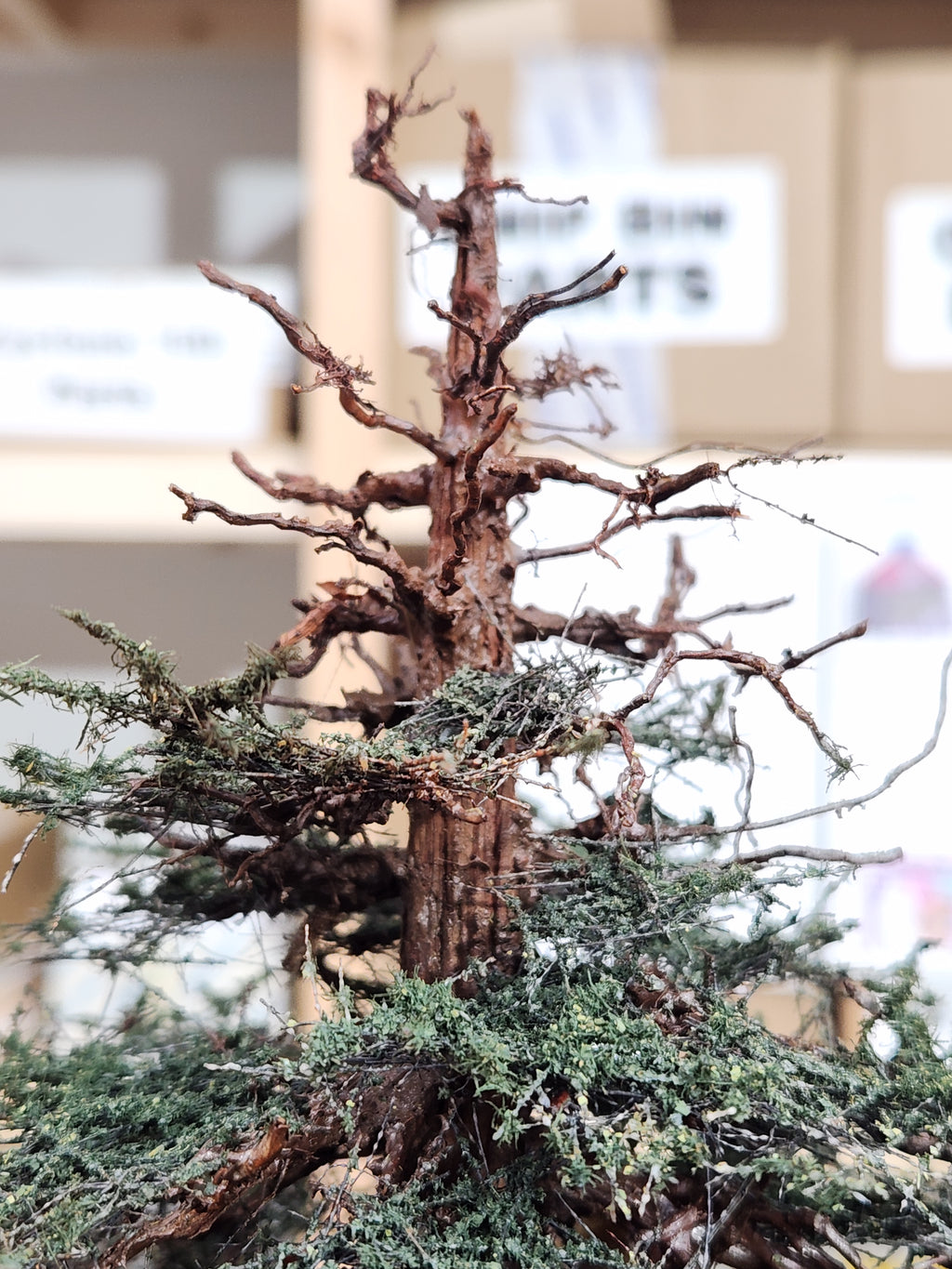 Redwood Tree 16 Inch