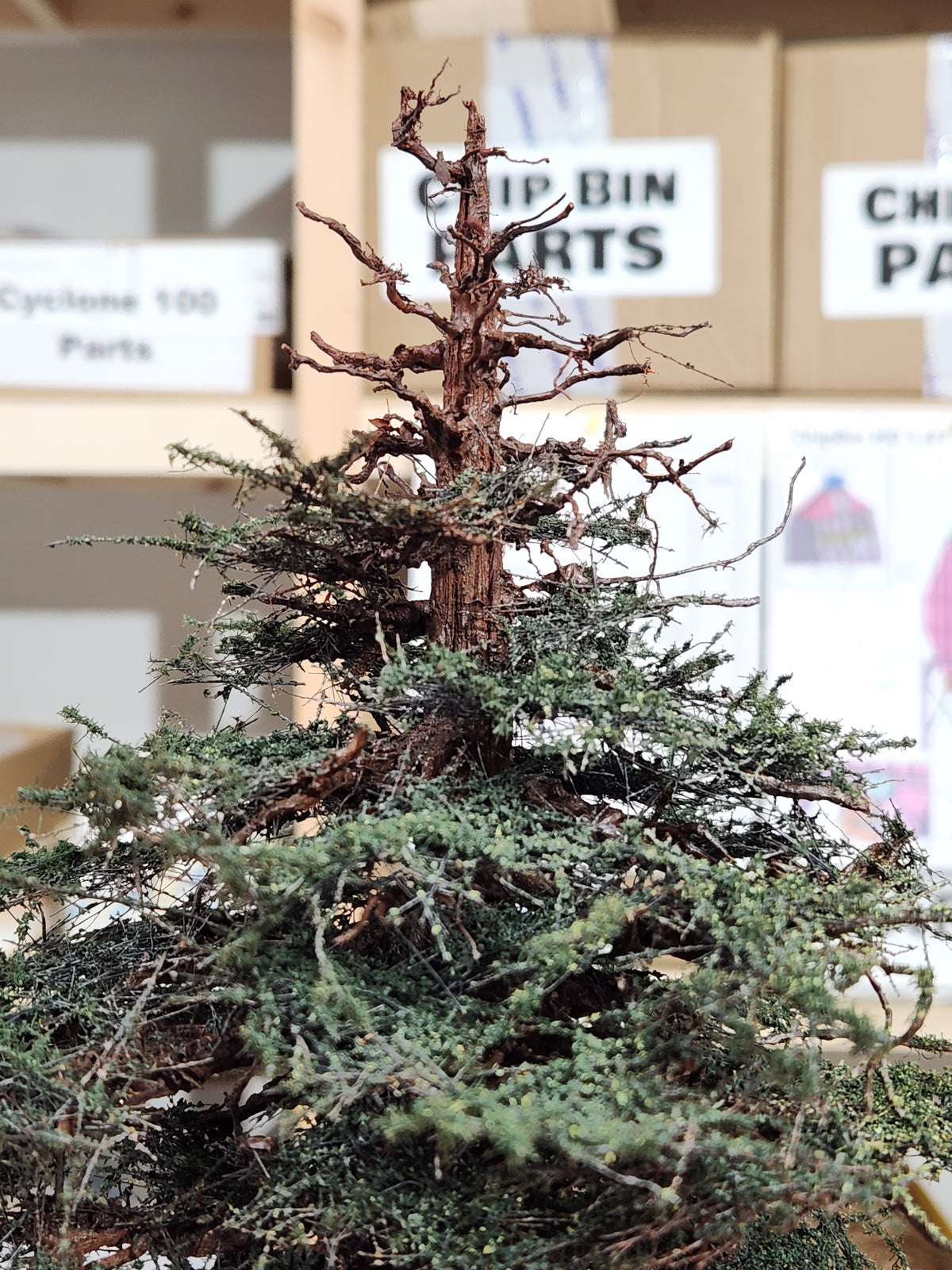 Redwood Tree 16 Inch