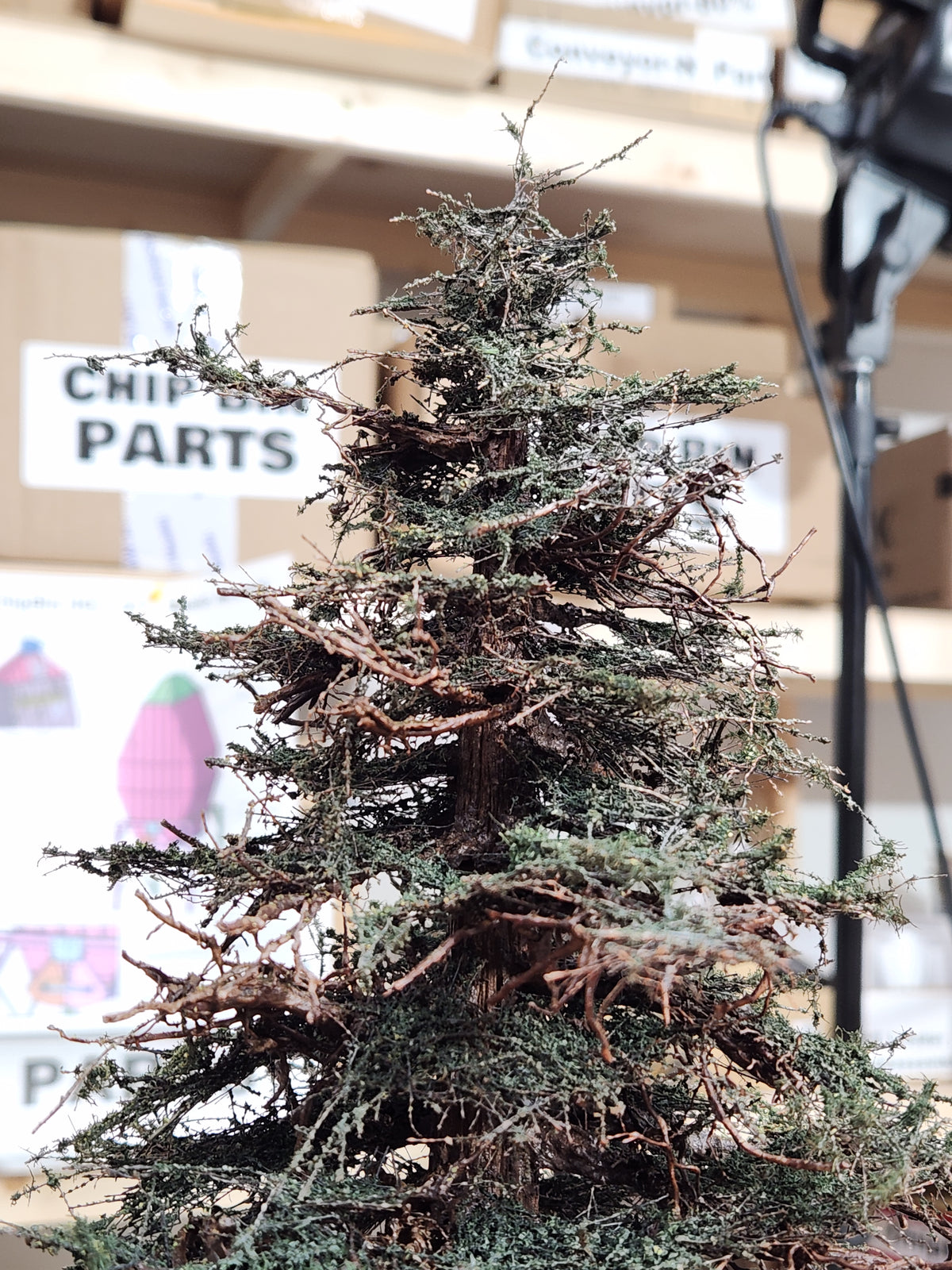 Redwood Tree 16 Inch