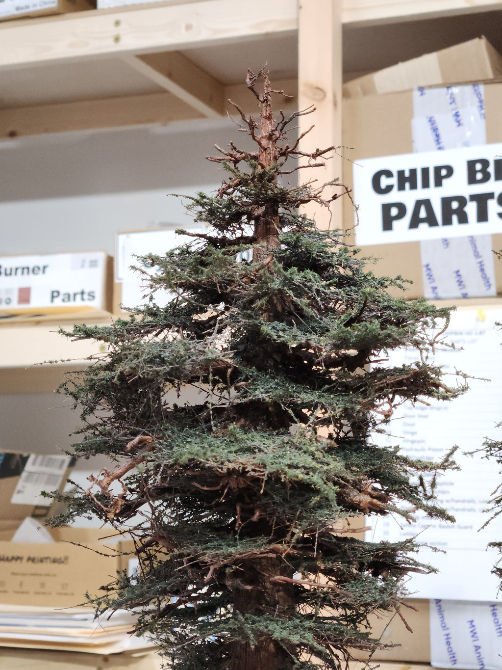 Redwood Tree 16 Inch