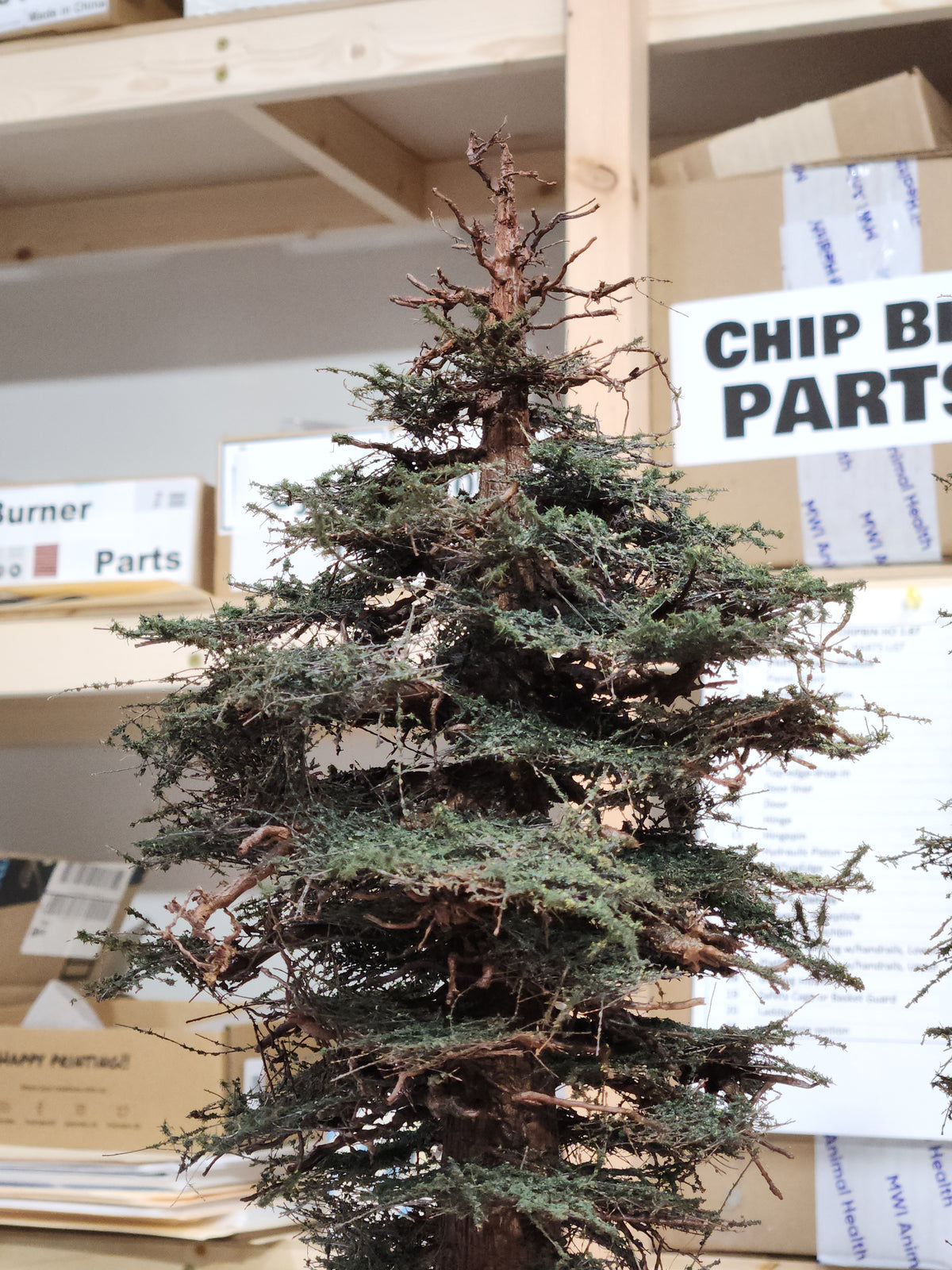 Redwood Tree 16 Inch
