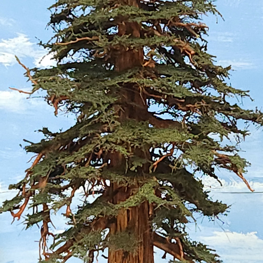 sequoia redwood tree model 31 inches handmade Coastmans Scenic Products Oregon USA