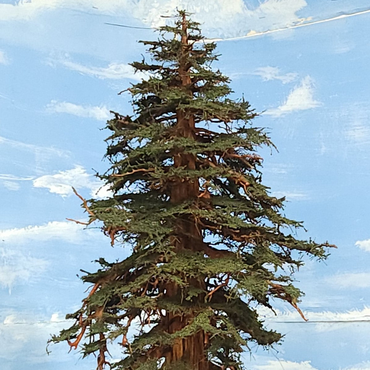 sequoia redwood tree canopy model 31 inches handmade Coastmans Scenic Products Oregon USA