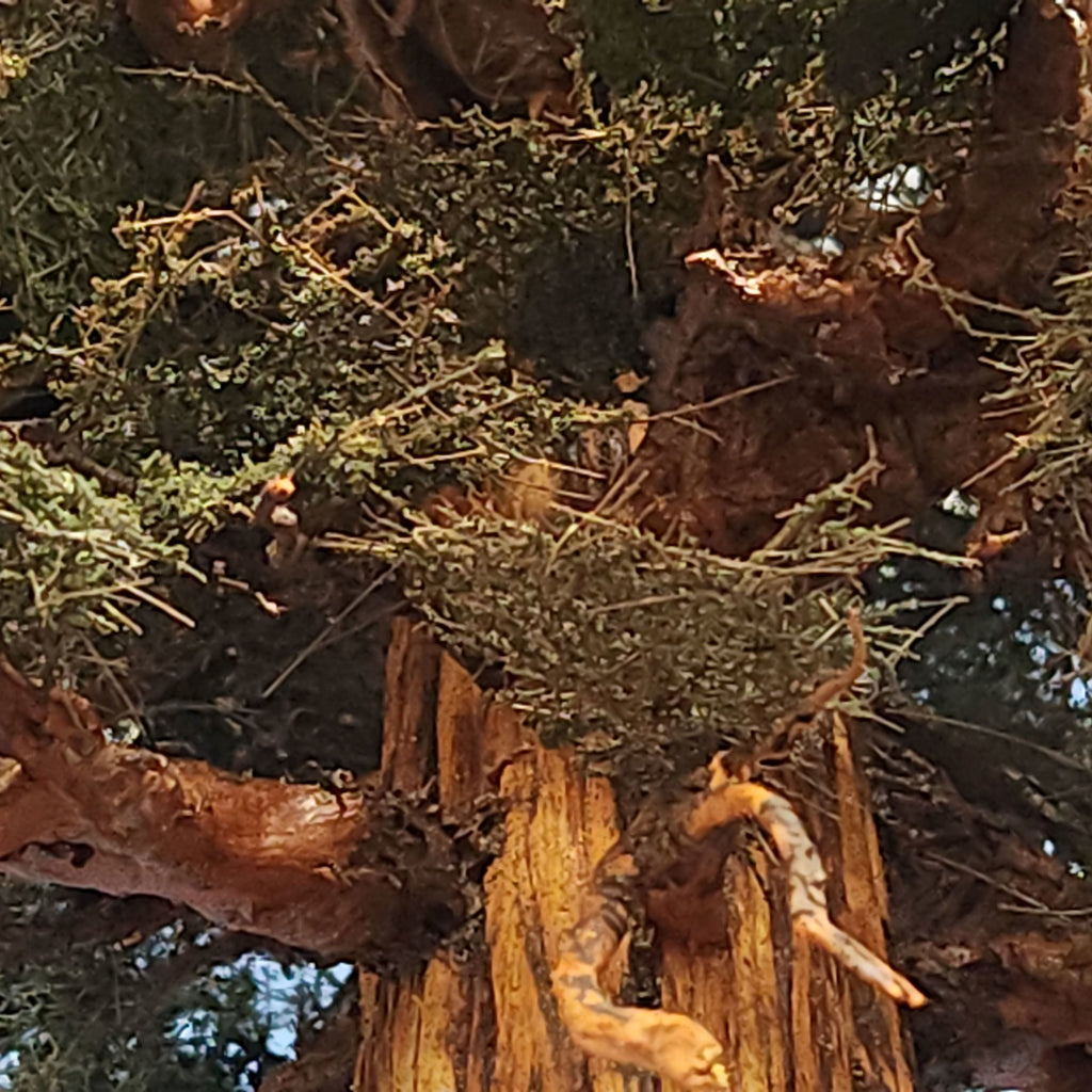 Close-up of a handmade model 31-inch-tall sequoia redwood tree with branches and foliage greenery made by Coastman's Scenic Products of Oregon, USA