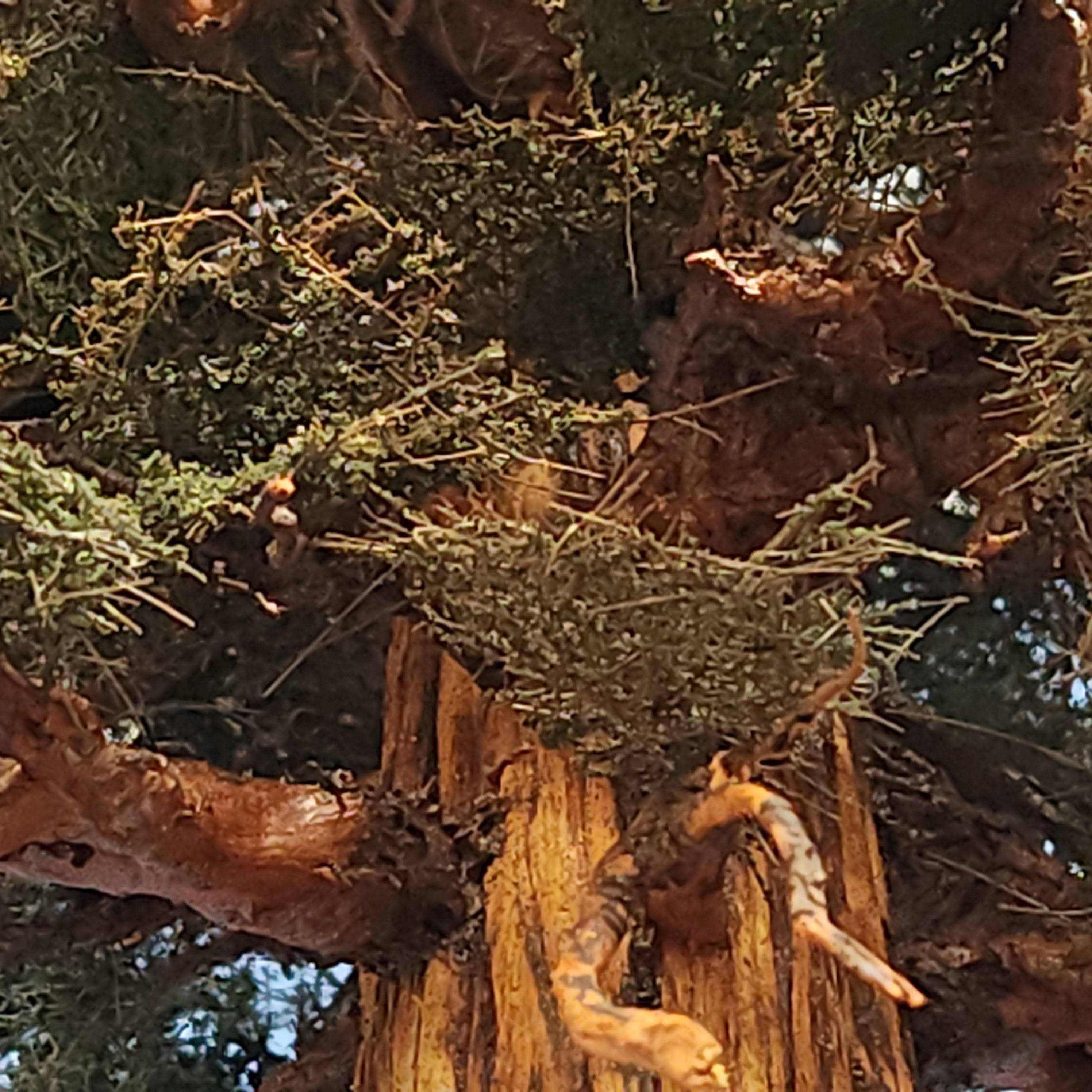 Close-up of a handmade model 31-inch-tall sequoia redwood tree with branches and foliage greenery made by Coastman's Scenic Products of Oregon, USA