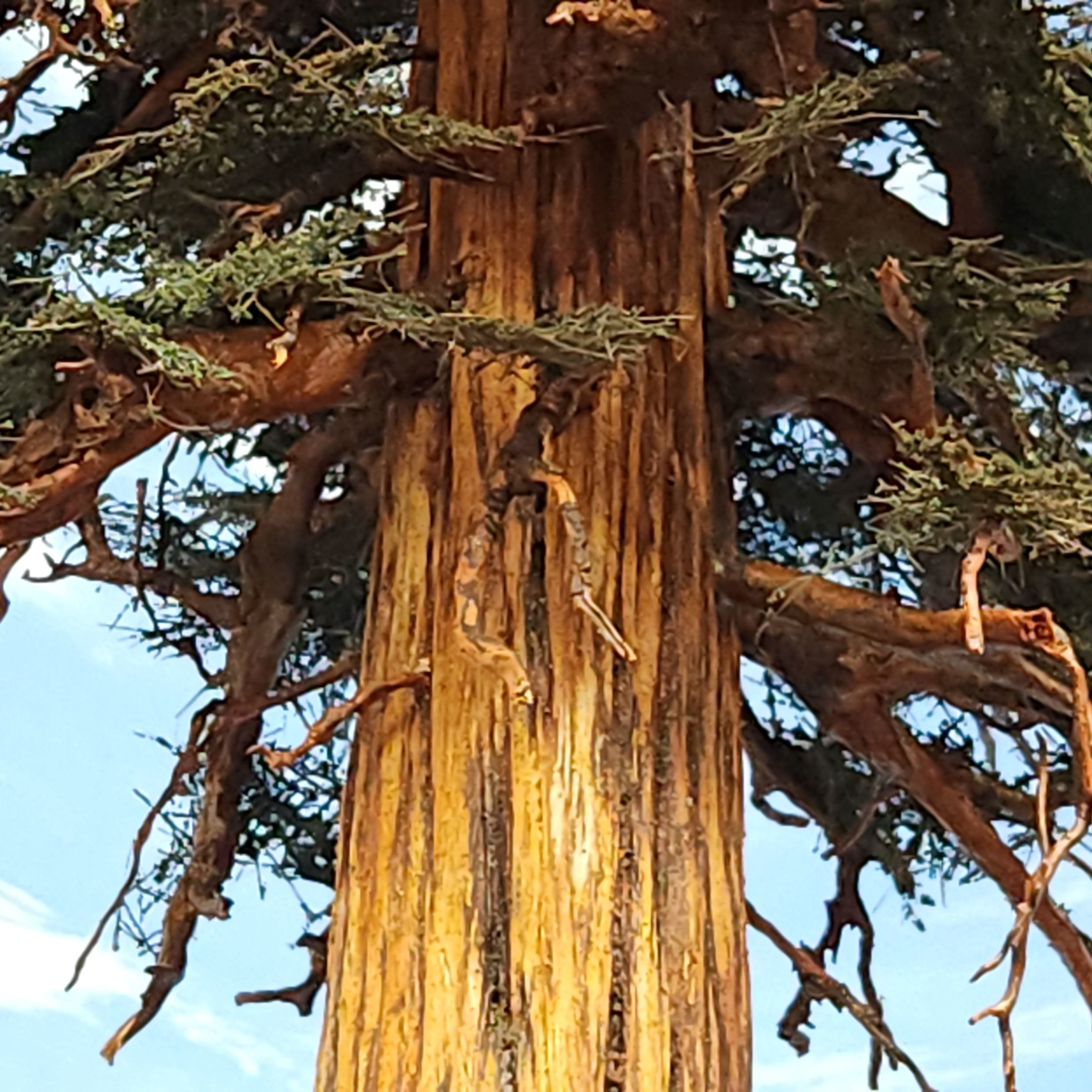 sequoia redwood tree model 31 inches sculpted model with a view into the canopy with limbs and deep grooves in bark handmade Coastmans Scenic Products Oregon USA 