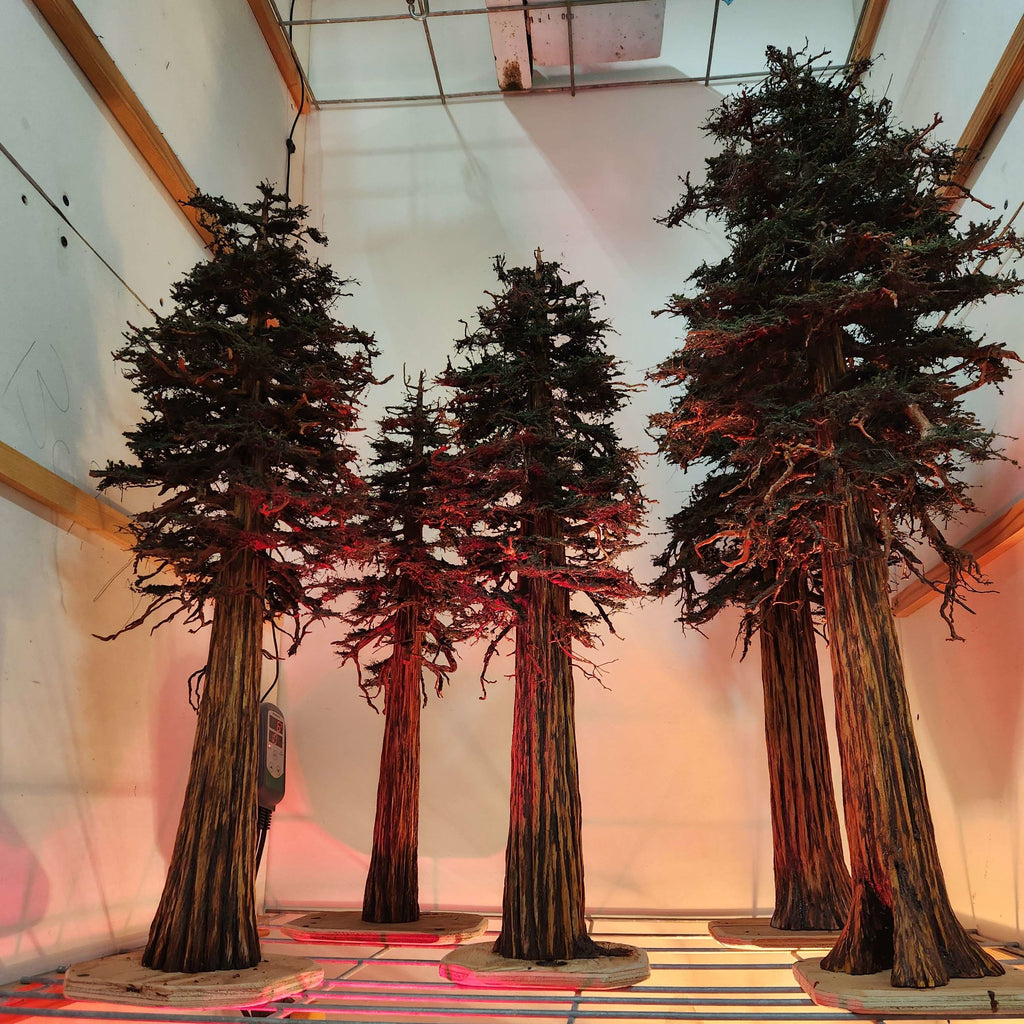 Specialized drying of foliage and coloring detail on several 25 to 32 inch model redwood sequoia trees in warming oven at Coastman's Scenic Products, Port Orford, Oregon USA 97465