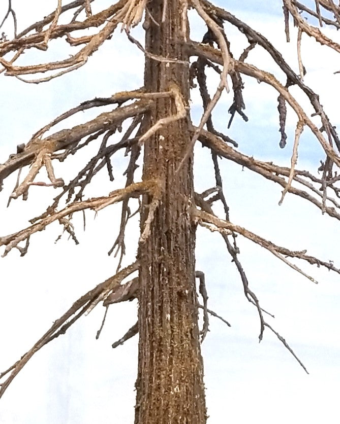 Snag Trees - 14-15 Inches