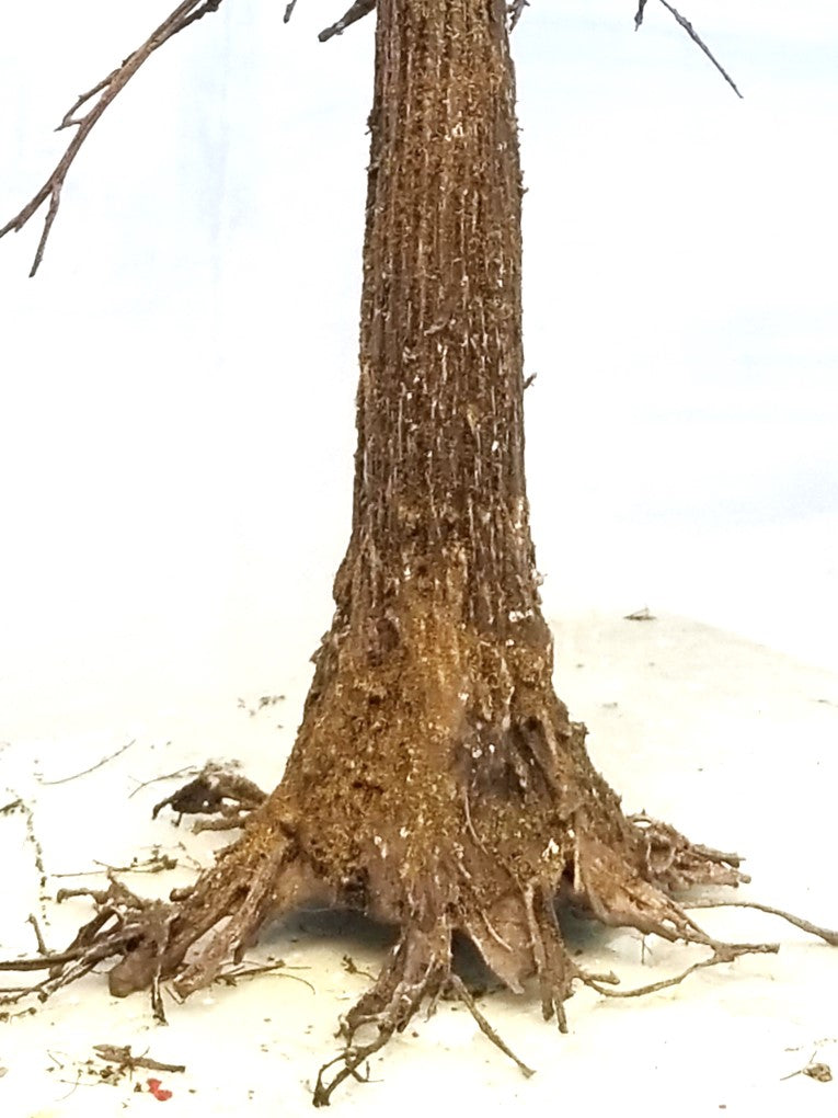 Snag Trees - 14-15 Inches
