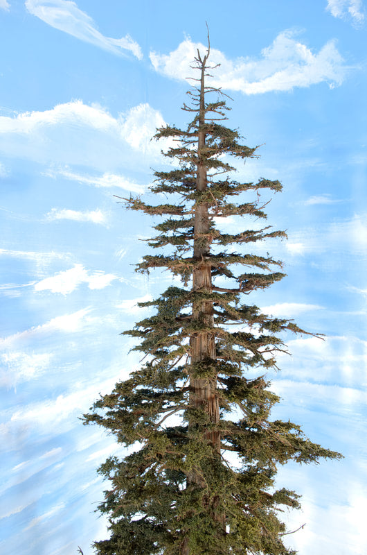 Sequoia or Redwood Tree, 48 Inches tall